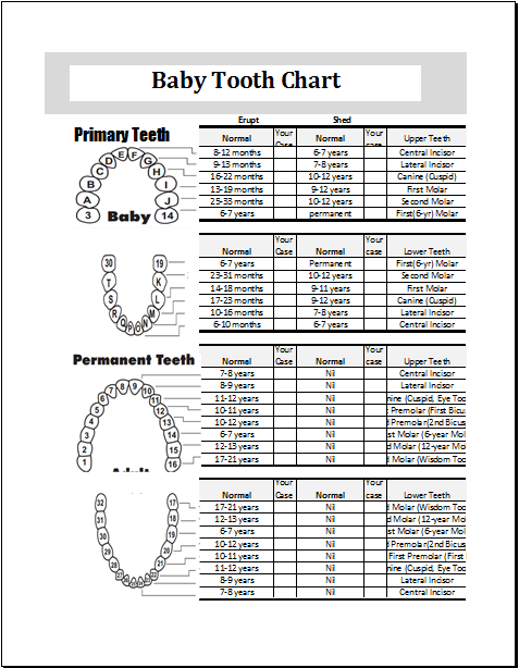 Baby Teeth Chart Editable Printable MS Excel Template ...