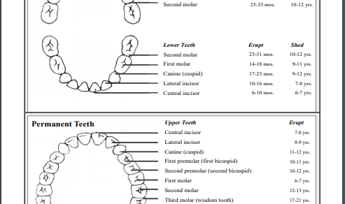 Tooth eruption chart sample