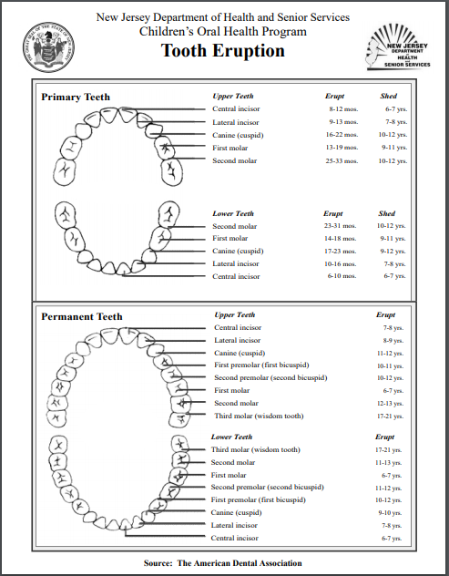 Canine Tooth Eruption Chart